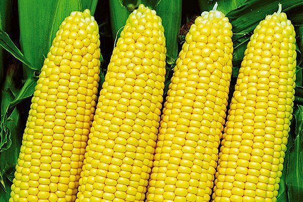Как вырастить сладкую кукурузу Лакомка?