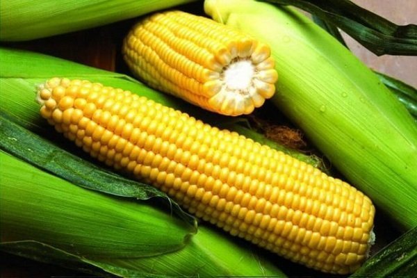 Как вырастить сладкую кукурузу Лакомка?