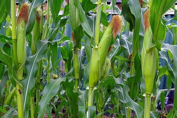 Как вырастить сладкую кукурузу Spirit?