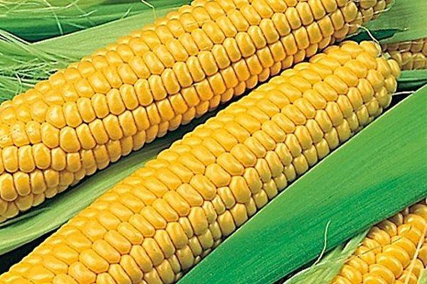Как вырастить сладкую кукурузу Spirit?