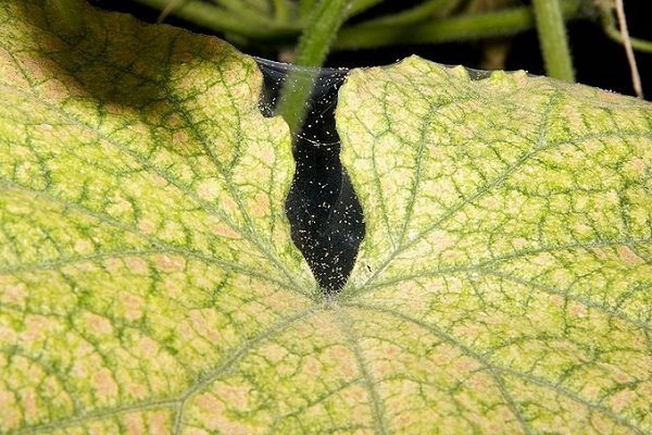 Как вырастить восковую тыкву Benincasa: особенности посадки и ухода