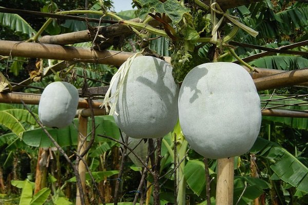 Как вырастить восковую тыкву Benincasa: особенности посадки и ухода