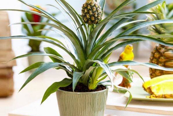 Как вырастить ананас дома из верхушки (хвостика) пошагово, фото