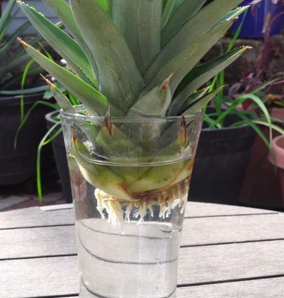 Как вырастить ананас в домашних условиях сверху (хвостик) пошагово, фото