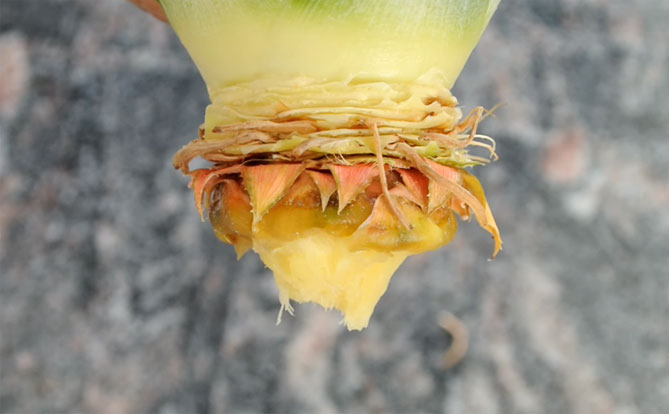 Как вырастить ананас в домашних условиях сверху (хвостик) пошагово, фото