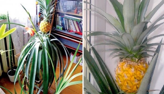 Как вырастить ананас в домашних условиях?