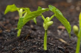 Как вырастить бобы в открытом грунте: выбор сорта, особенности посадки и ухода