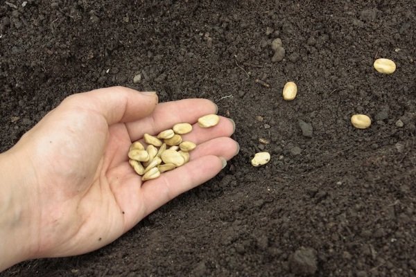 Как вырастить фасоль в открытом грунте: выбор сортов, особенности посадки и уход