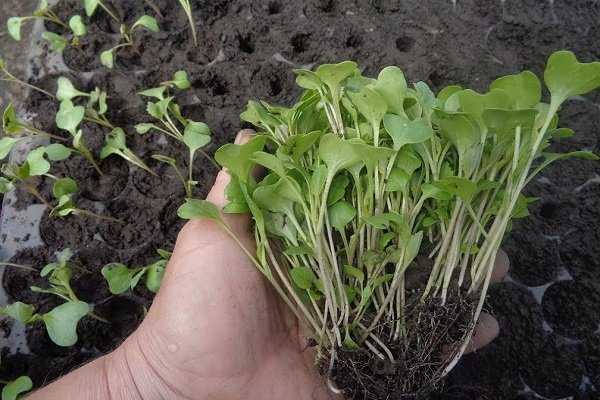 Как вырастить декоративную капусту: особенности посадки и ухода