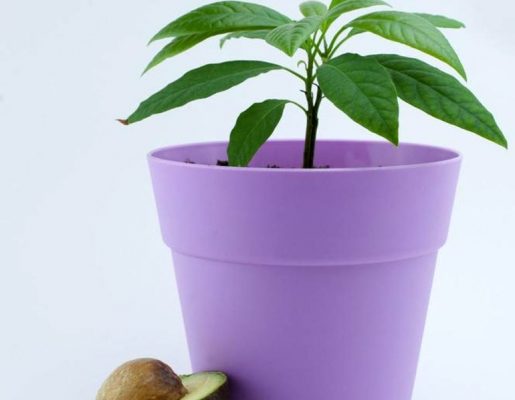 Как вырастить дома авокадо из косточки – как прорастить, температура выращивания