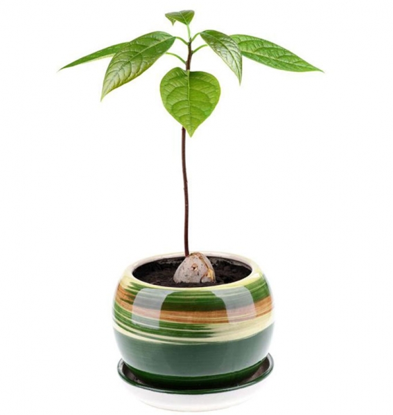 Как вырастить авокадо из косточки в домашних условиях - как прорастить, повысить температуру