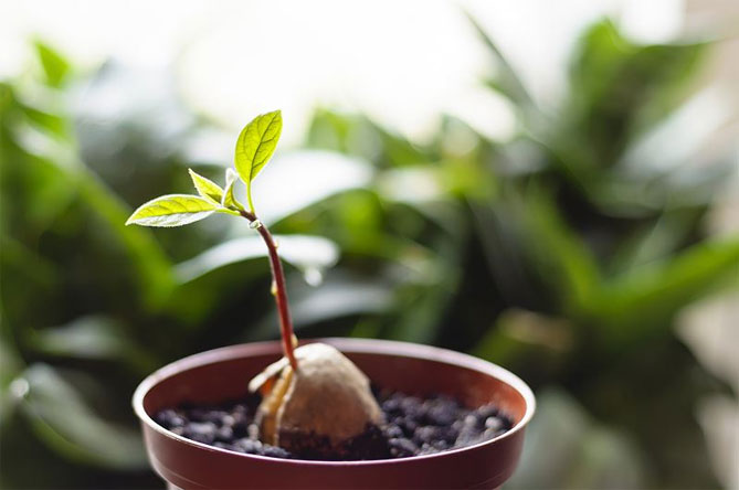 Как вырастить авокадо из косточки в домашних условиях - как прорастить, повысить температуру