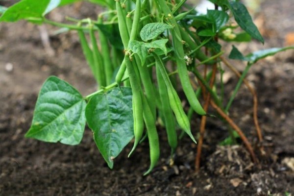 Как выращивать фасоль на открытом воздухе?