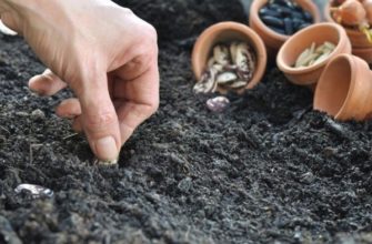 Как вырастить фасоль в открытом грунте?