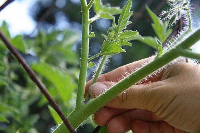Как вырастить и побаловать себя спелыми и вкусными ранними помидорами