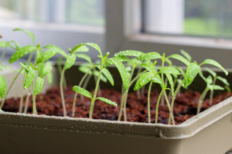 Как вырастить и побаловать себя спелыми и вкусными ранними помидорами