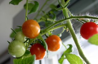 Как вырастить и порадовать себя ранними спелыми и вкусными томатами