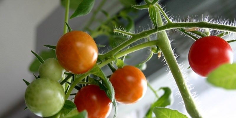 Как вырастить и порадовать себя ранними спелыми и вкусными томатами