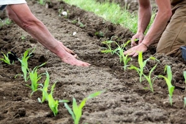 Как выращивать кукурузу? Пошаговая инструкция
