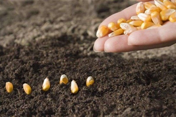 Как выращивать кукурузу? Пошаговая инструкция