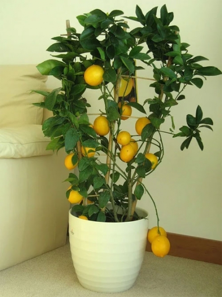 Как вырастить лимон в домашних условиях: уход, обрезка, прививка