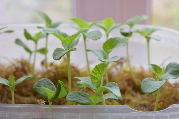Как выращивать огурцы на открытом воздухе?