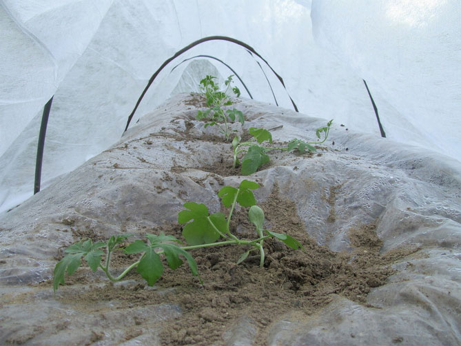 Как выращивать рассаду арбуза, когда сажать семена