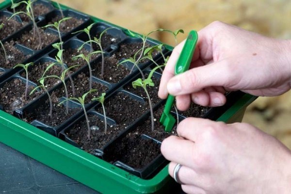 Как вырастить рассаду томатов: полезные советы