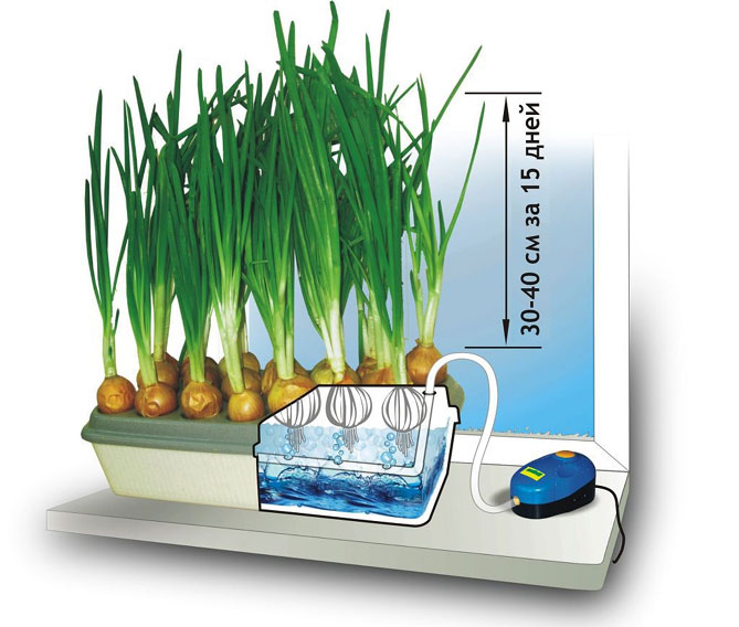 Как вырастить зеленый лук дома на подоконнике - в воде, земле