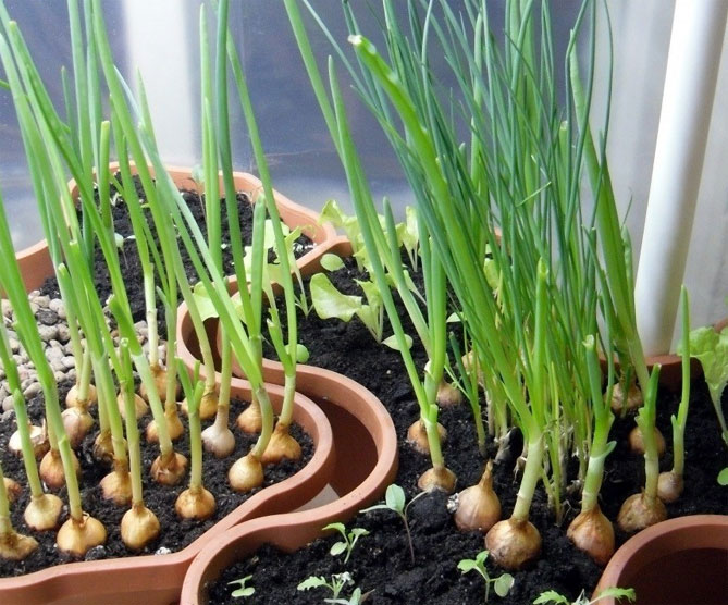 Как вырастить зеленый лук дома на подоконнике - в воде, земле