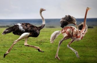 Как забивать страуса: пошаговые инструкции