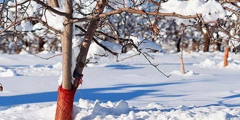 Как защитить фруктовые деревья от зайцев и оленей зимой