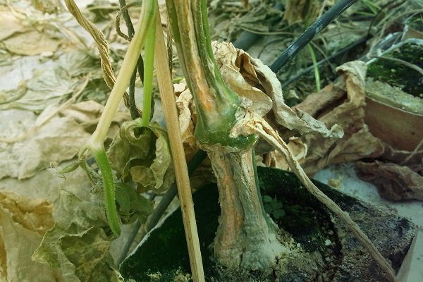 Что такое болезни и вредители тыквы? Методы борьбы и профилактики