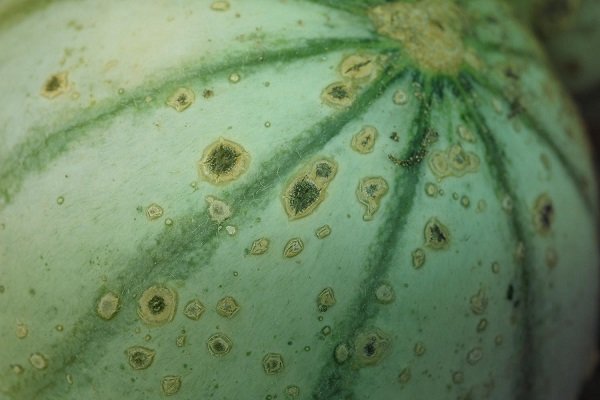 Что такое болезни и вредители тыквы? Методы борьбы и профилактики