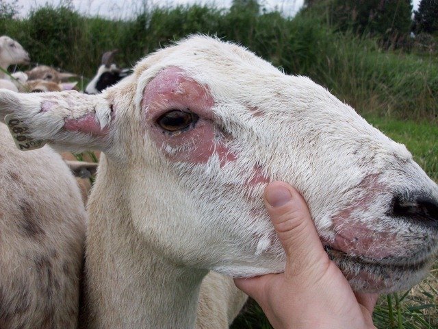Какие болезни бывают у овец? Симптомы и лечение