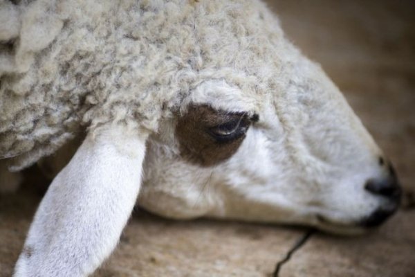 Какие болезни бывают у овец? Симптомы и лечение