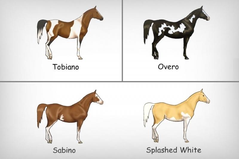 Какого цвета лошади?