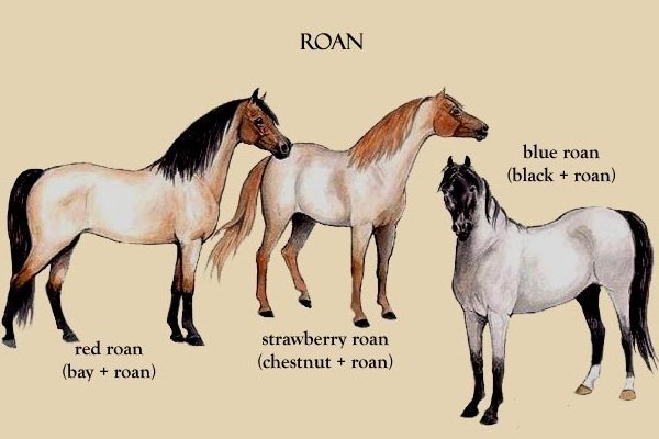 Какого цвета лошади?