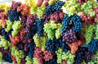Какие бывают сорта винограда? Сортировка по алфавиту
