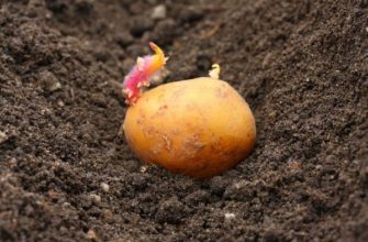 Какие дни самые благоприятные для посадки картофеля в открытый грунт?