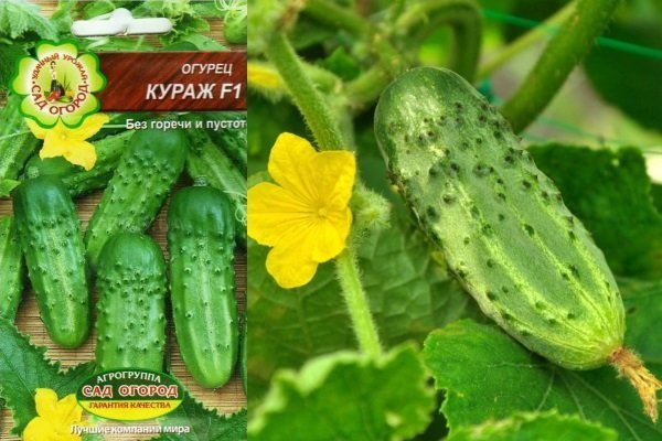 Какие огурцы выращивать на Урале? Обзор лучших сортов