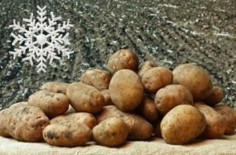 Какие сорта картофеля пригодны для выращивания в Сибири?