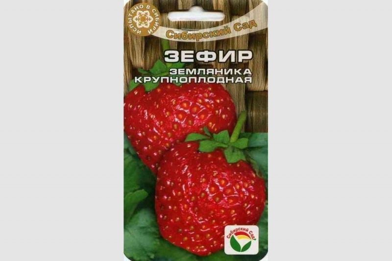 Какие сорта клубники выращивать в Сибири?