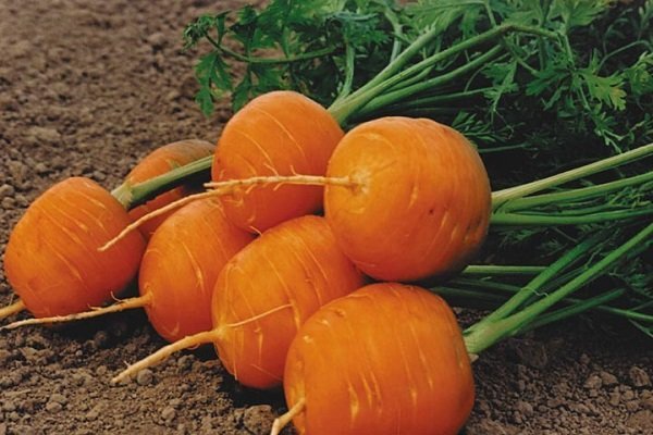Какие сорта моркови выращивать в Подмосковье?