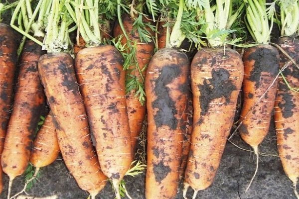 Какие сорта моркови выращивать в Подмосковье?