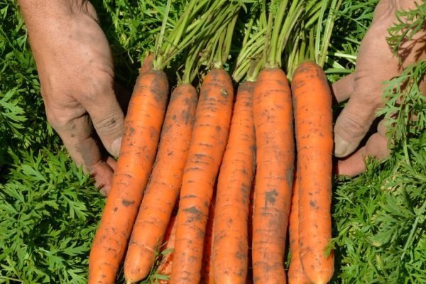 Какие сорта моркови выращивать в Сибири?