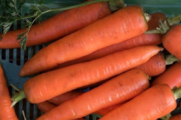 Какие сорта моркови выращивать в Сибири?
