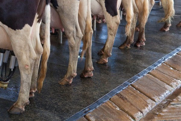 Какие болезни копыт у коров? Основные симптомы, лечение и профилактика