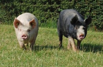 Какие существуют породы свиней: описание, особенности, продуктивность