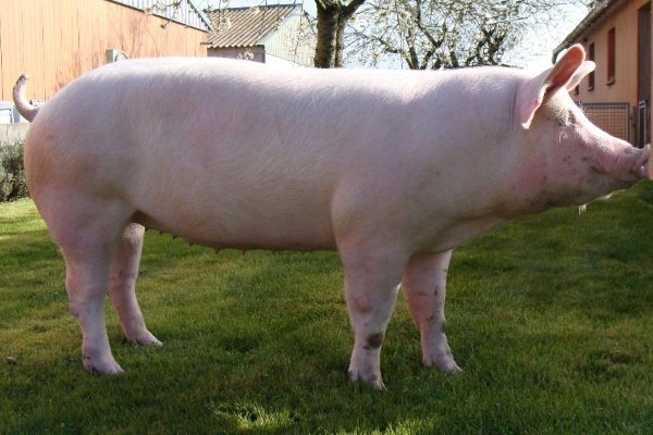 Какие породы свиней: описание, характеристика, продуктивность